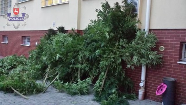 Lubartowska policja zlikwidowała plantację konopi w okolicach Ostrowa Lubelskiego