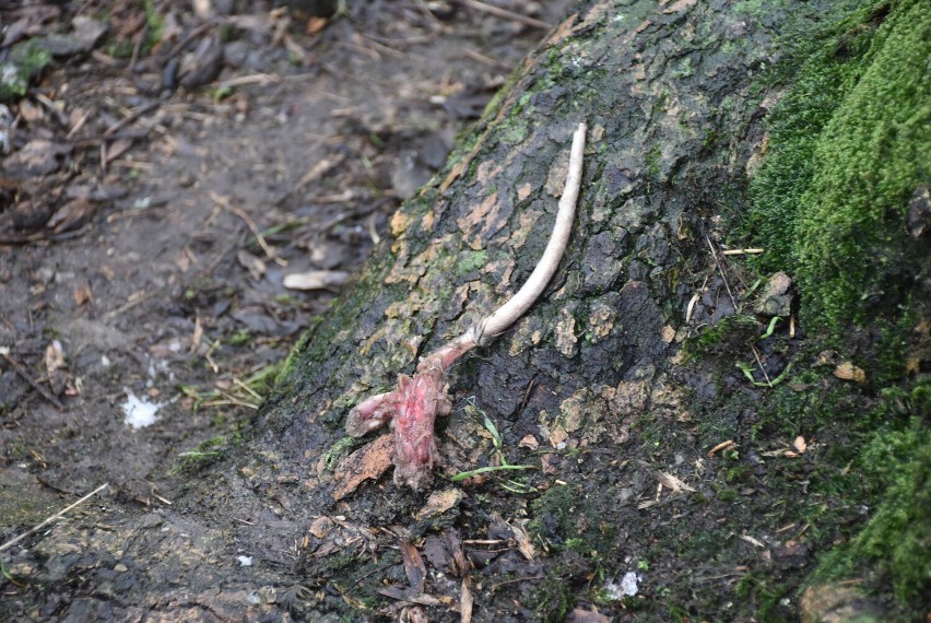 Plaga szczurów w powiecie gnieźnieńskim i wrzesińskim. Zwłoki gryzoni rozrzucone po polach! [FOTO] [+18]