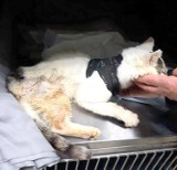 Kot został znaleziony w Waplewie w bardzo ciężkim stanie - czy ktoś go rozpoznaje, może adoptuje? [ZDJĘCIA]