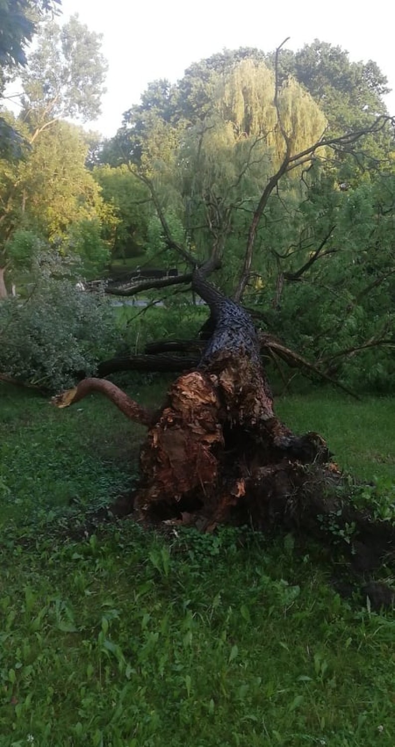 Park Sienkiewicza we Włocławku. „Stan wielu drzew pozostawia wiele do życzenia” [zdjęcia, sonda]