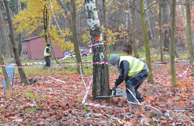 NOWY DĘBIEC. Wycinka drzew nad jeziorem w granicach obszaru Natura 2000 prowadzona na zlecenie władz gminy Kościan