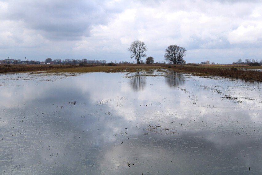 Znów zalało łąki w gminie Łęczyca. Rozlewisko przypomina...
