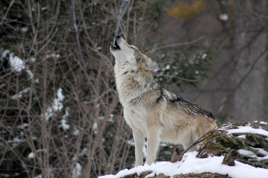 Pierwsze doniesienia o pojawieniu się wilków w okolicy...