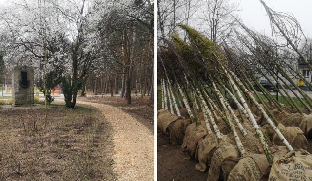 Prace nad uatrakcyjnieniem terenów zielonych między Śródmieściem a osiedlem Piastów-Powstańców Śląskich nabierają tempa i kształtów