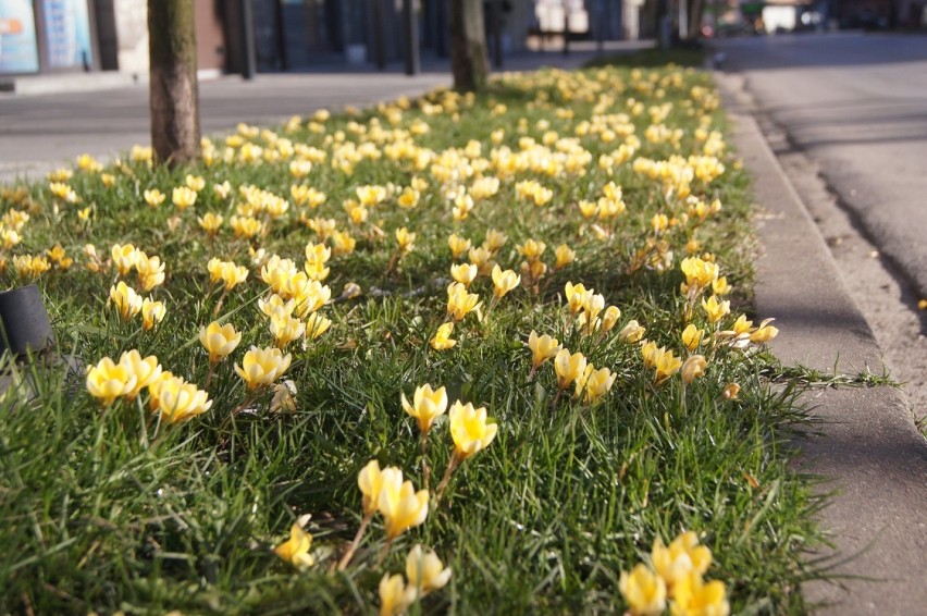 Wiosna w Radomsku: Kwitną krokusy
