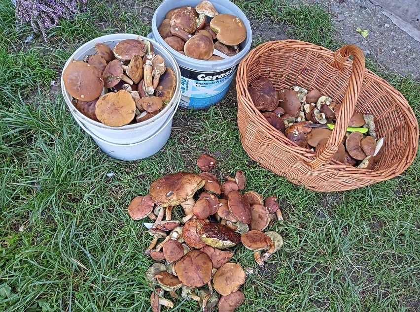Opolskie. Wysyp grzybów w lasach. Zdjęcia internautów.