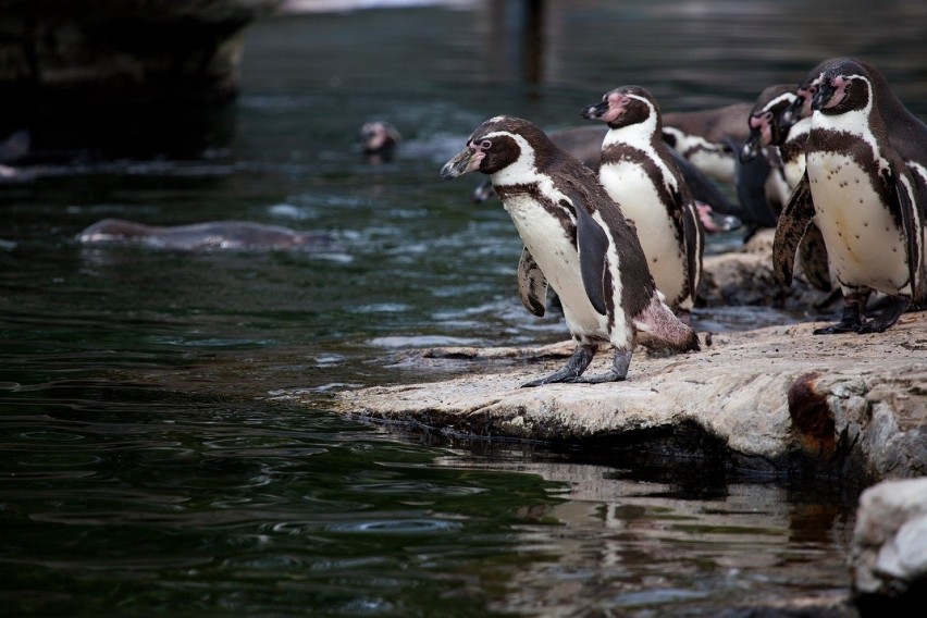Do śląskiego zoo przyjadą pingwiny peruwiańskie