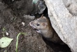 Szczury opanowały wieżowiec w Toruniu. Gdzie się panoszą?