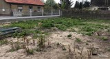 Ekologiczny Ogród Deszczowy powstanie w ostrowskiej dzielnicy Zębców ZDJĘCIA