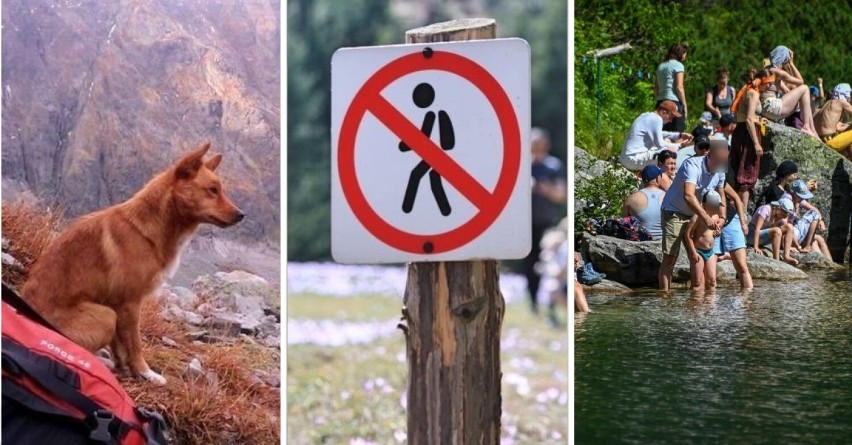 Tatry. Z psami, kotami, poza szlakiem, w wodzie...  Te zakazy są najczęściej łamane przez turystów w górach. 