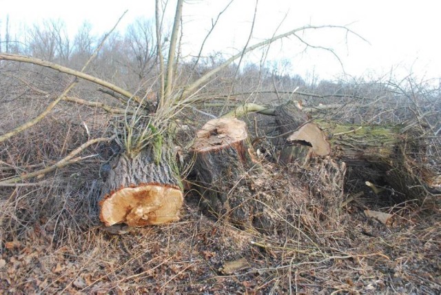 W sprawie wycinki drzew na terenie Muzeum Pierwszych Piastów na Lednicy zaalarmował nasz czytelnik. Co na to dyrekcja? 

WIĘCEJ: Wycinka drzew na terenie muzeum w Dziekanowicach - alarmuje czytelnik