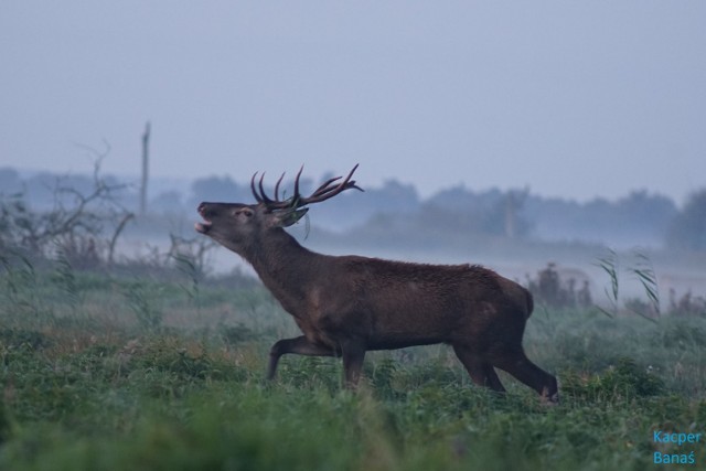 Rykowisko jeleni byków w okolicach Świebodzina