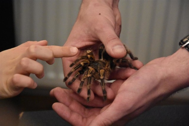 Wejdźcie w fascynujący świat pająków i skorpionów. Nowa wystawa w Częstochowie