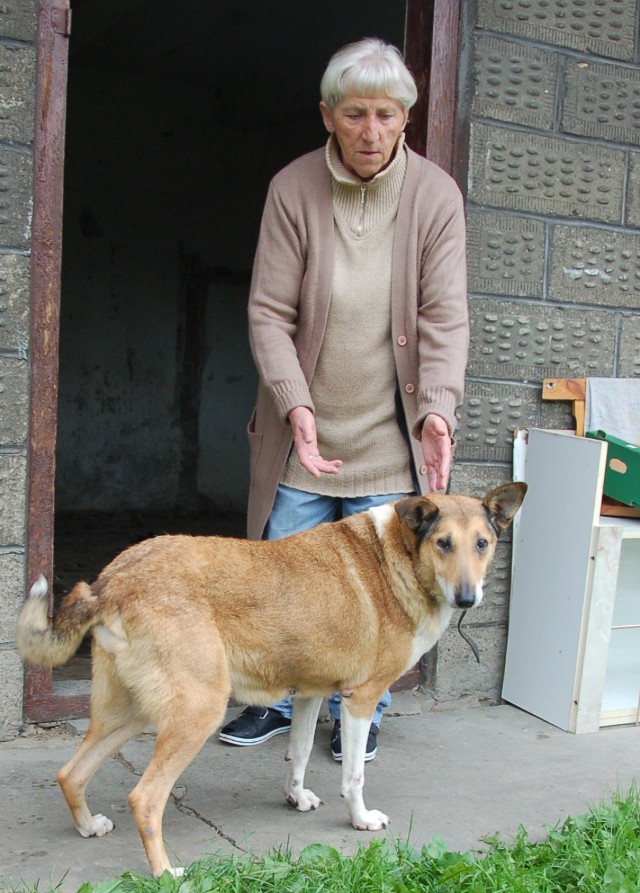 Sonia jest łagodnym i towarzyskim psem. Zofia Wójs polubiła ją, ale ma już dwa własne psy i na trzeciego jej po prostu nie stać