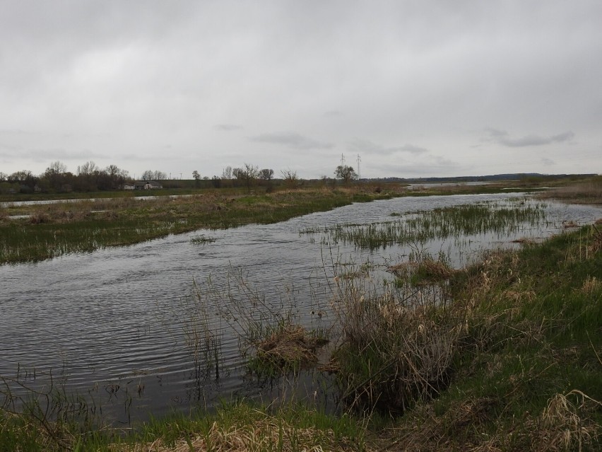 Trwa wiosenne zarybianie rzek i jezior. 600 tysięcy narybku wpuszczono do Narwi i Pisy [zdjęcia]