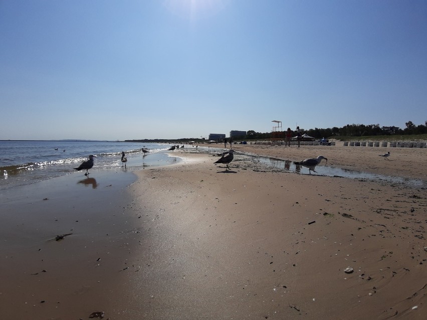 Do Świnoujścia wróciło lato. Sezon na plaży rozpoczęty