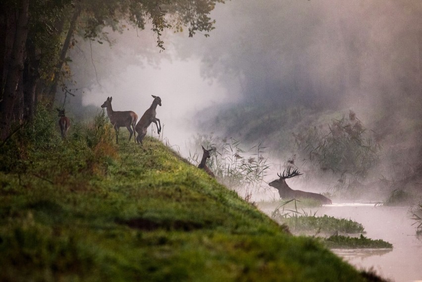 Piękne jesienne zdjęcia jeleni i danieli nad kanałem Obry w obiektywie Damiana Musialskiego ZDJĘCIA