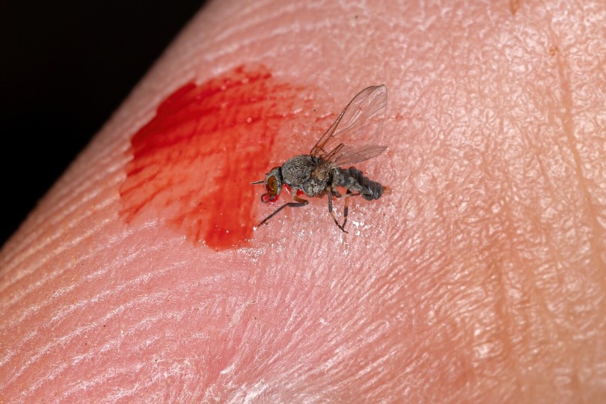 Meszki piją krew jak komary, jednak skutki ich ugryzienia...