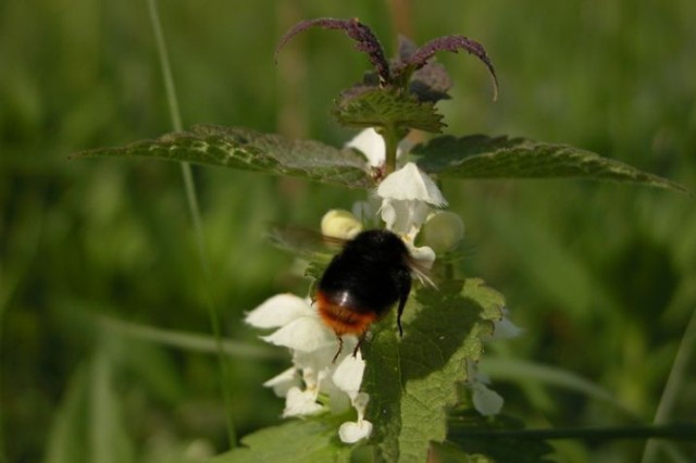 Trzmiel kamiennik (Bombus maculidorsis)