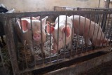 ASF: Pierwszy w tym roku przypadek ASF wśród świń