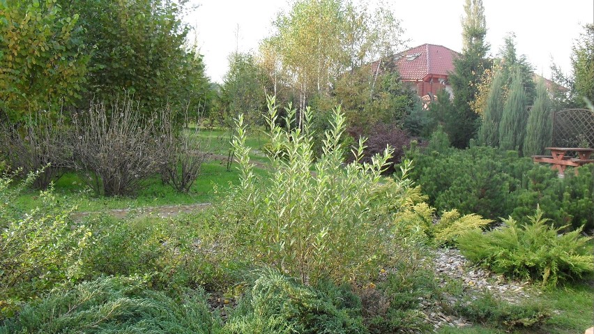 Światowy Dzień Drzewa w nowosolskim arboretum (zdjęcia)