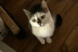 Likwidacja przytuliska dla kotów w Bojanie. Fundacja, która im pomaga, apeluje o pomoc. 65 kotów traci dom