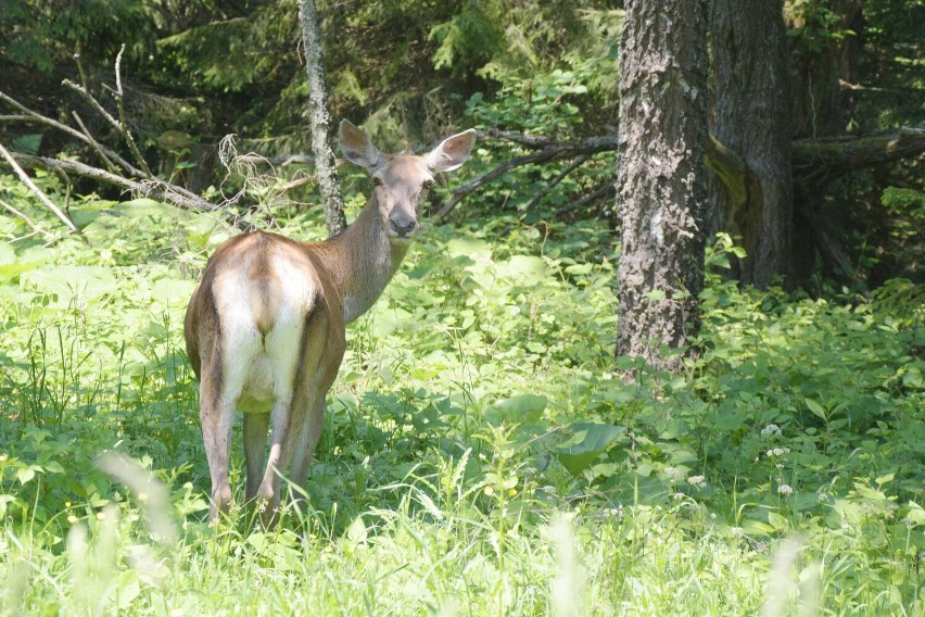 Poznaj Bieszczady. Podwójne życie jelenia Filipa z Połoniny Wetlińskiej