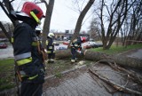Katowice: przewrócone drzewo zablokowało pas alei Roździeńskiego [ZDJĘCIA]