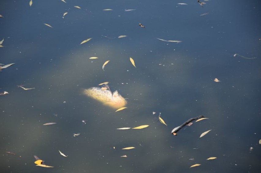 Śnięte ryby w stawie w Parku Odlewnika