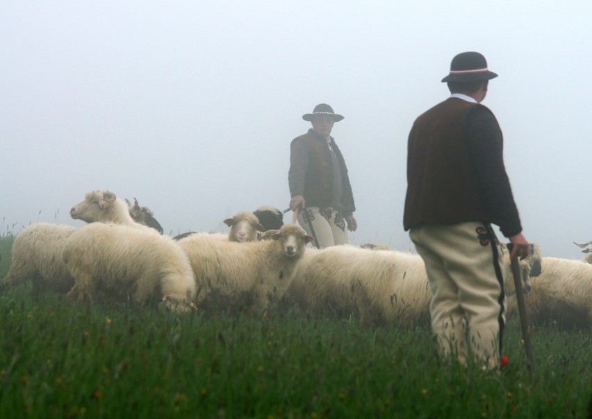 Majówka w Tatrach - wypuszczenie owiec na hale