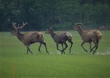 Dzikie zwierzęta "upolowane" aparatem fotograficznym. Zdjęcia z  z regionu konińskiego i okolic