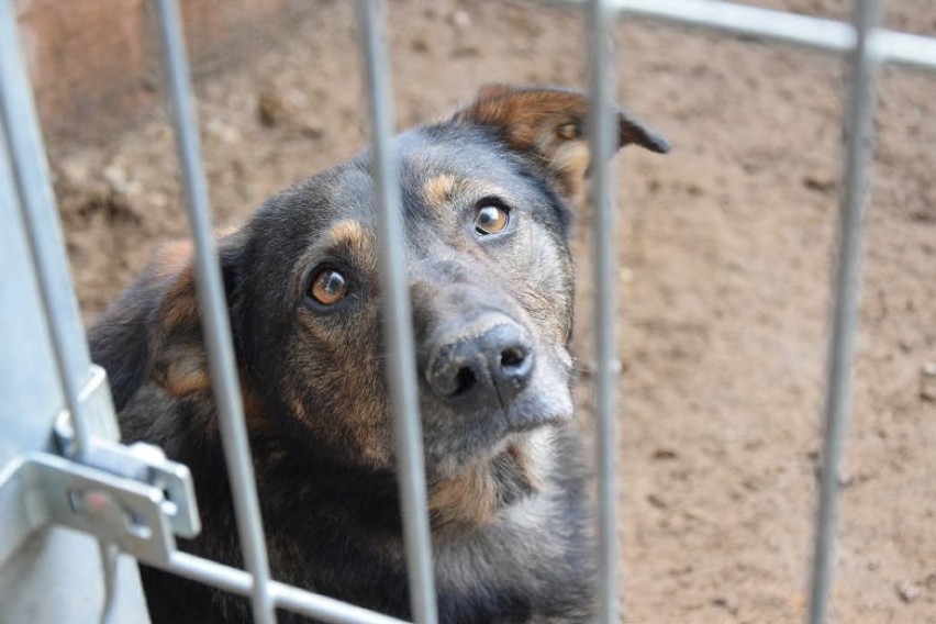 Uratowane przez gdyńskie „Ciapkowo” psy z Radys szukają nowego domu 