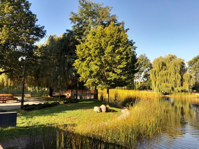 Złota polska jesień rozgościła się w Parku Miejskim w Zduńskiej Woli