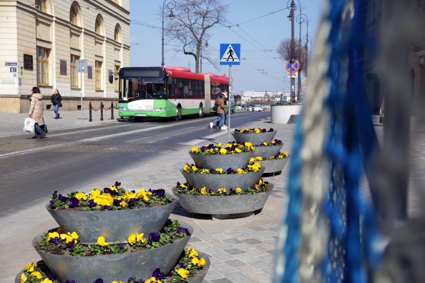 Wiosna na ulicach Lublina. Ruszyła akcja nasadzeń roślin. Na rabaty trafi ok. 5 tysięcy bratków