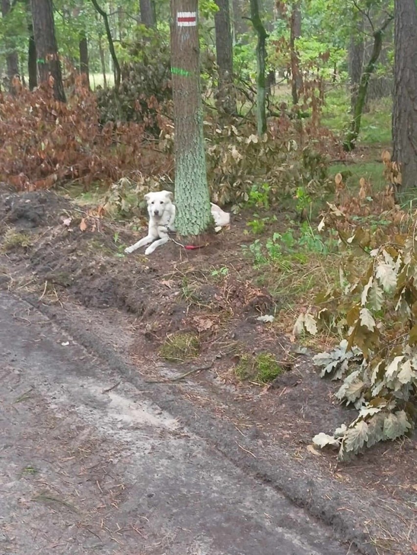 Bydgoszcz. Ktoś przywiązał psa do drzewa w lesie. Policja poszukuje sprawcy