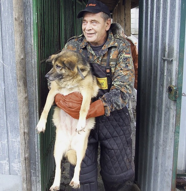 Na początku sierpnia z wieluńskiego schroniska wywieziono 63 psy