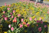 LESZNO. Kradzieże kwiatów z miejskich klombów i zieleńców - właśnie zaczął się sezon na podkradanie sadzonek [ZDJĘCIA] 