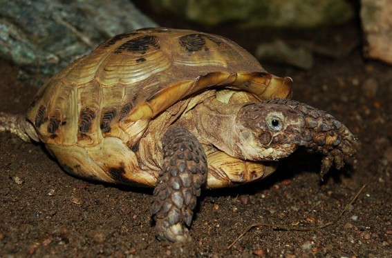 Żółw stepowy - jeden z najpopularniejszych w handlu żółwi lądowych