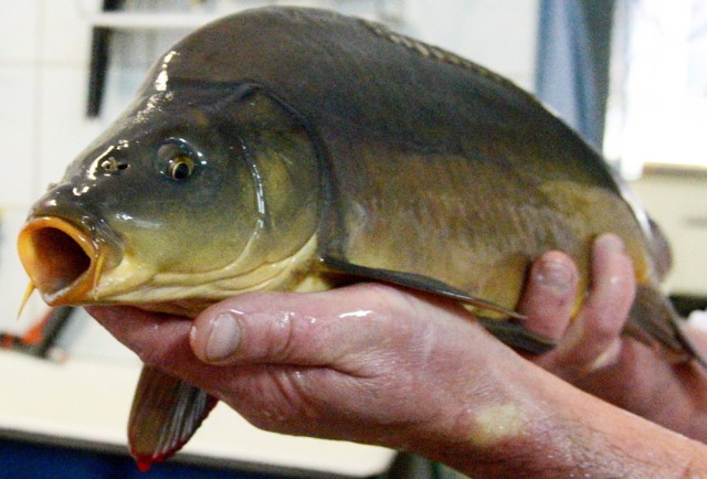 W sieci Carrefour za żywego karpia trzeba obecnie zapłacić 14,99 zł za kilogram.