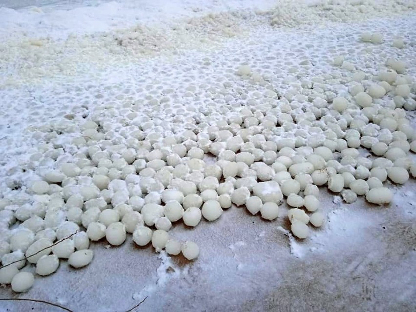 Lodowe kule na plażach Mierzei Wiślanej. Morszkulce tym razem pojawiły się między innymi w Mikoszewie - prawdziwa zimowa atrakcja.