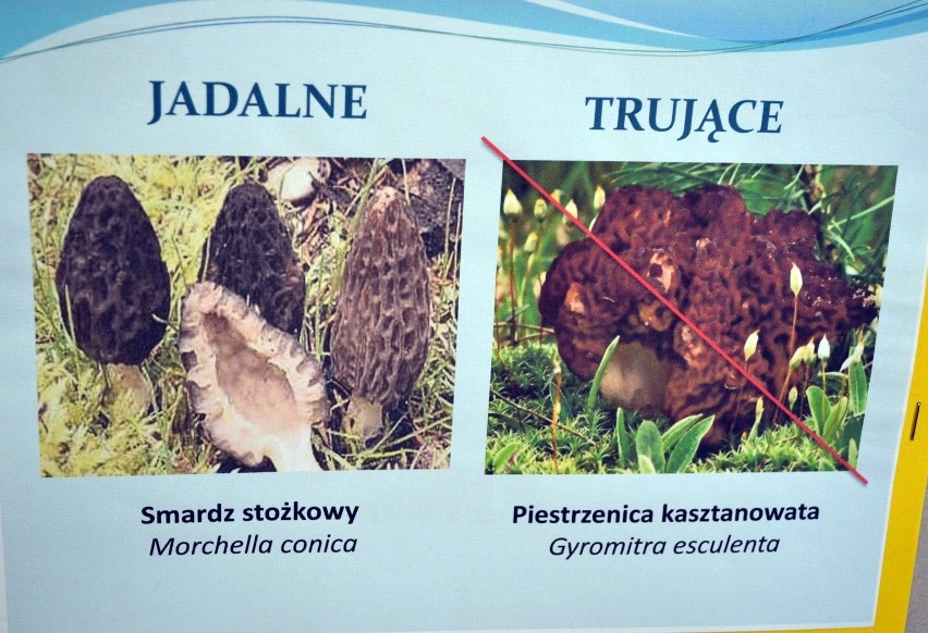 Jadalny Smardz Stożkowy, a trująca Piestrzenica...