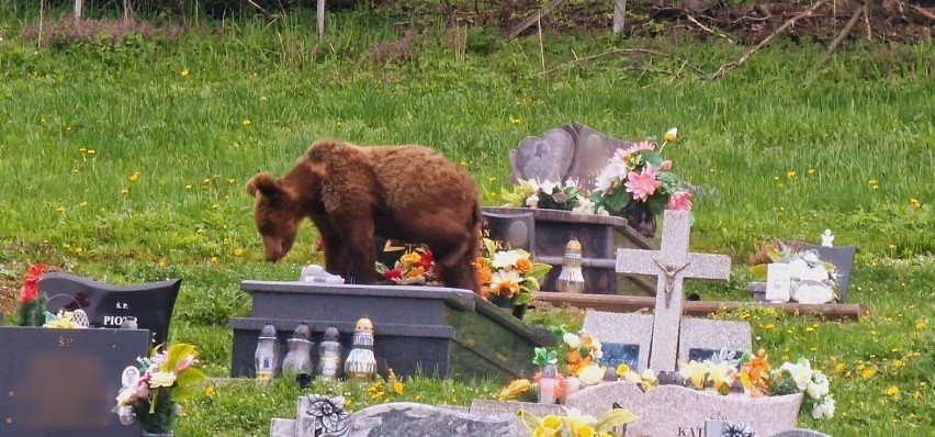 niedźwiedź na cmentarzu w Wołkowyi