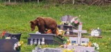 Niedźwiedź wszedł na cmentarz w Wołkowyi. Ludzie mają już dość - dojdzie do tragedii! 