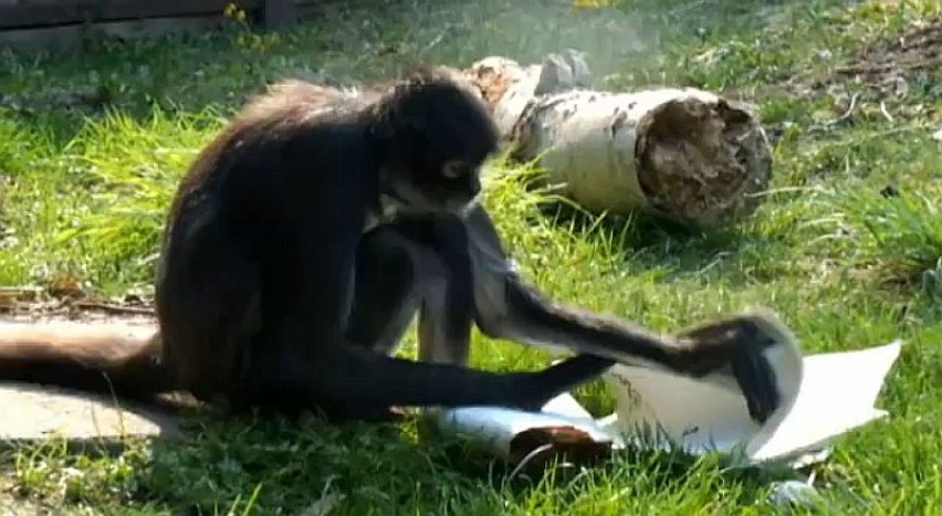 Czepiaki w Nowym Zoo dokazują aż miło