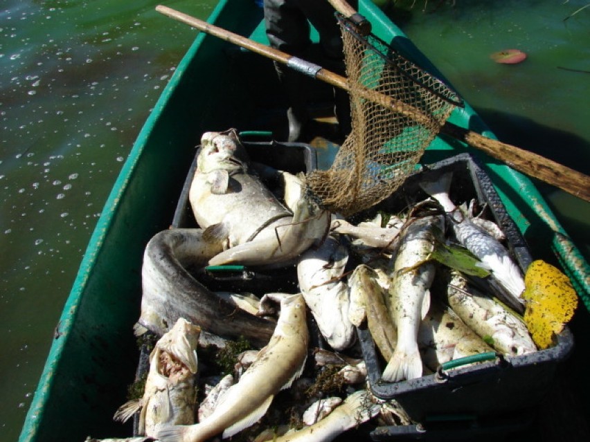 Pomór ryb w Boszkowie. Ponad 1,5 tony martwych wyłowił PZW z jeziora