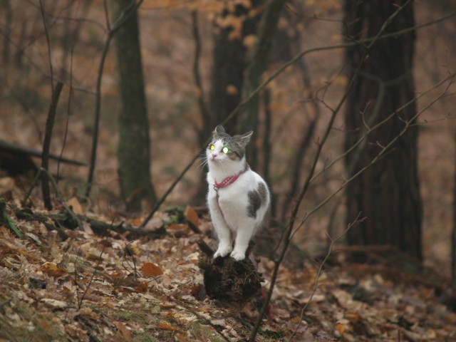 Ogromne drzewa, takich w domu nie mam. Jak wejść tam wysoko?