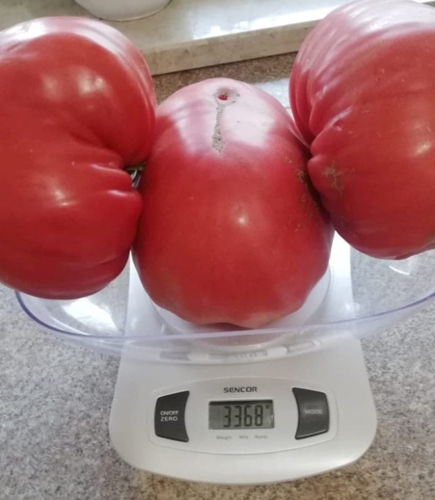 Te trzy pomidory ważą ponad trzy kilogramy!

Zobacz wideo:...