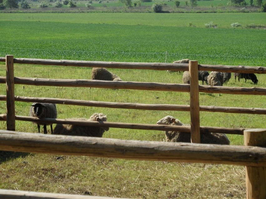 Owce Jaworzno: Zwierzęta wyżerają chwasty na murawach ciepłolubnych [ZDJĘCIA]