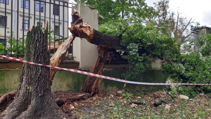 Nocna wichura połamała drzewa w Parku Miejskim w Kielcach. Spadały na chodnik - było bardzo niebezpiecznie (WIDEO, ZDJĘCIA)