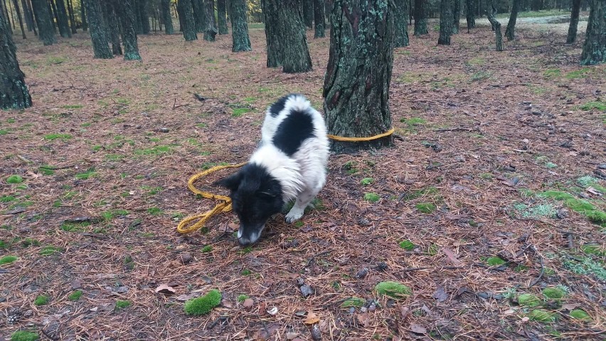 Wycieńczony pies był przywiązany do drzewa linką holowniczą....
